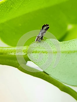 Diaphorina citri, theÂ Asian citrus psyllid, is a sap-sucking,Â hemipteranÂ bug in the familyÂ Liviidae